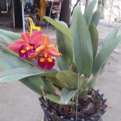 hoa-phong-lan-Cattleya-mau-2