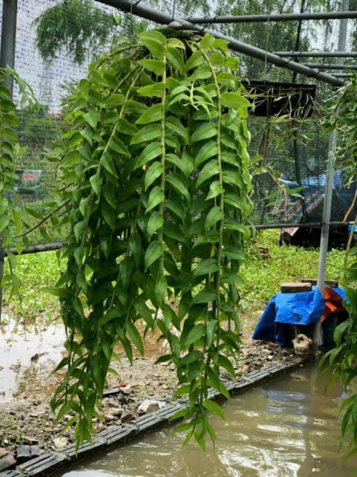 23 loài hoa phong lan đẹp, dễ trồng bán chạy tại Hà Nội