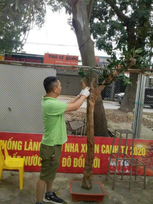 23 loài hoa phong lan đẹp, dễ trồng bán chạy tại Hà Nội